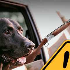 Black Lab in Parked Truck Fires Shotgun, Shoots Woman at Traffic Light