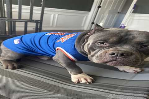 Dogs named Brunson are ready to watch the Eastern Conference finals with their Knicks superfan..