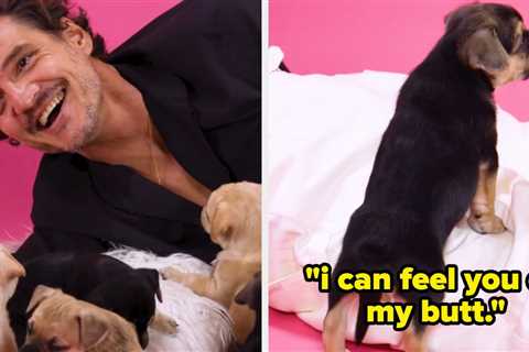 Pedro Pascal Did The Puppy Interview — You're Welcome