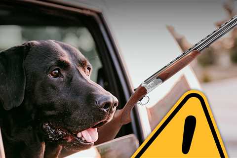 Black Lab in Parked Truck Fires Shotgun, Shoots Woman at Traffic Light