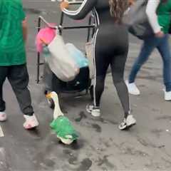 Mexico Fans Dress Duck For World Cup, Wild Scenes From Day 1