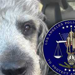 LAPD Chief Promises Full and Comprehensive Review On Fatal Dog Shooting