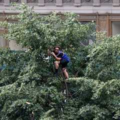 Diehard NYC Knicks fans climb trees, fire escapes, scaffolding and more to catch glimpse of NBA..