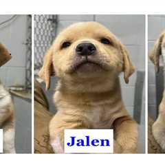 Knicks off the old block: Adorable rescue puppies named after NYC champ’s starting 5