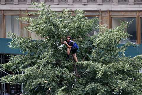Diehard NYC Knicks fans climb trees, fire escapes, scaffolding and more to catch glimpse of NBA..
