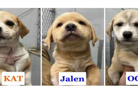 Knicks off the old block: Adorable rescue puppies named after NYC champ’s starting 5