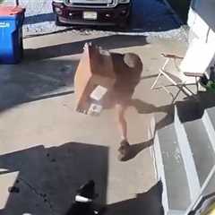 UPS Driver Hits Dog With Package, Tries to Fight Owner on Video