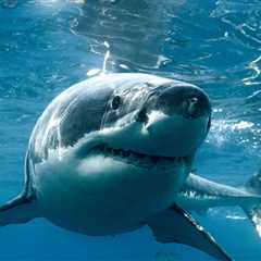 10-Foot Great White Shark Spotted Near Young Swimmers In Terrifying Video