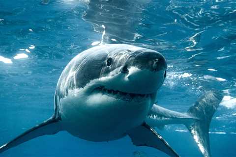 10-Foot Great White Shark Spotted Near Young Swimmers In Terrifying Video